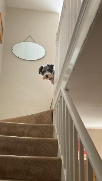 September’s Dog of the Month: Share Your Photos & Win £100! 🐾