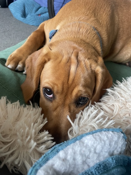 Puppy Survival Thread for New & Old Pups - Soon be Autumn 2024