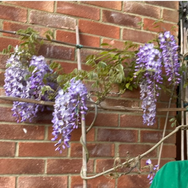 Is this a Japanese Wisteria or a Chinese Wisteria?