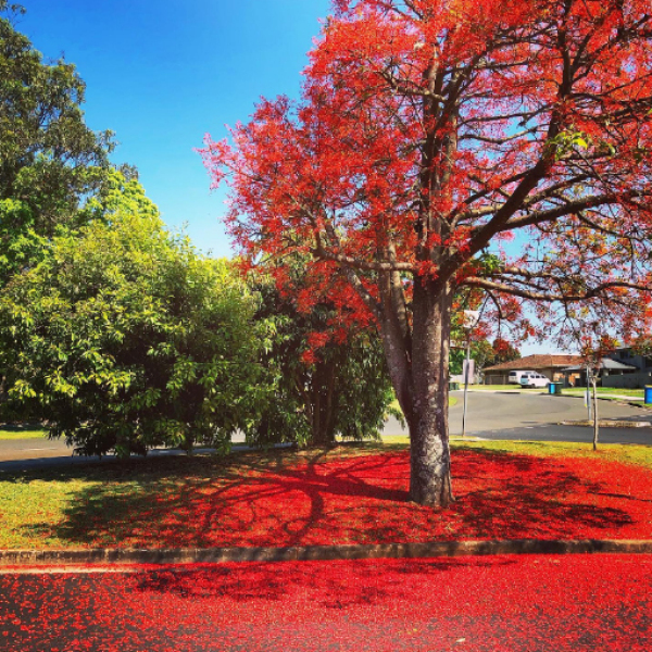 First signs of Australian spring