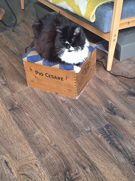 Passports, buckets and spades - the Excellent Cats go on their holidays