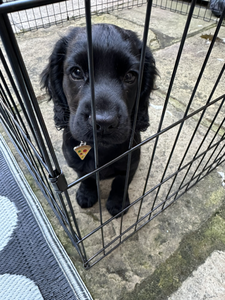 Puppy Survival Thread for New & Old Pups - Soon be Autumn 2024