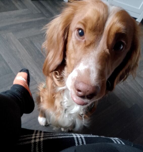 Puppy Survival Thread for New & Old Pups - Soon be Autumn 2024