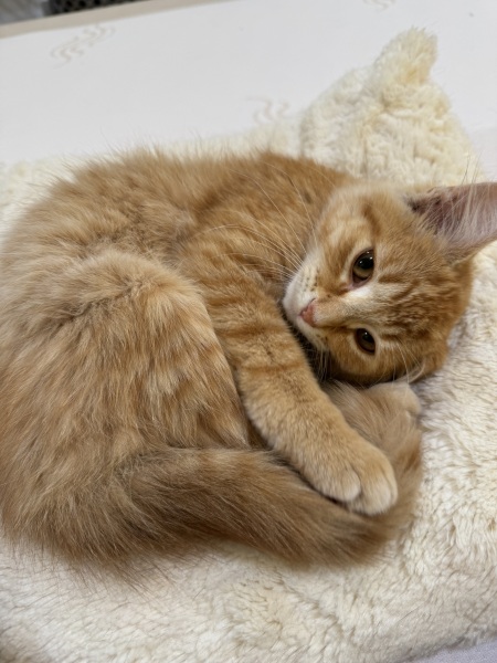 To think having an indoor cat is cruel?