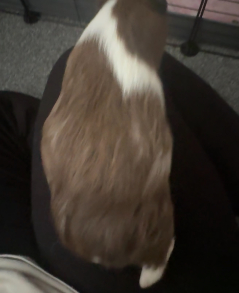 Does my guinea pig look pregnant