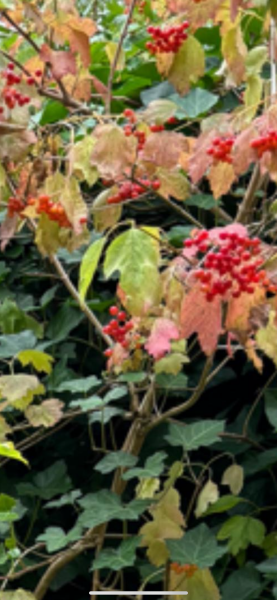 Please help me identify these berries