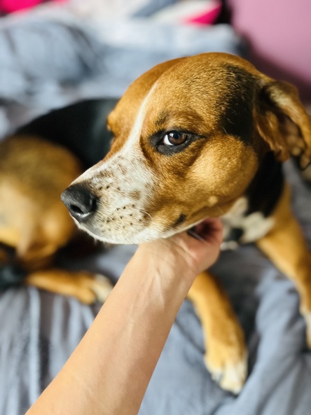 September’s Dog of the Month: Share Your Photos & Win £100! 🐾