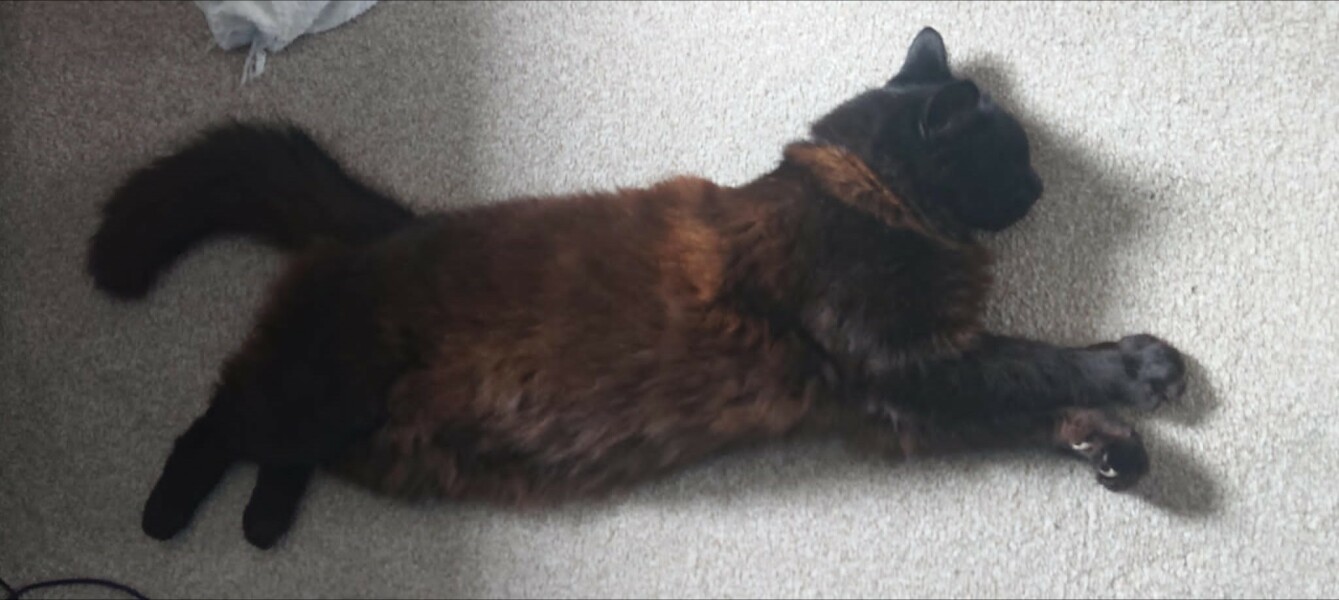 Passports, buckets and spades - the Excellent Cats go on their holidays