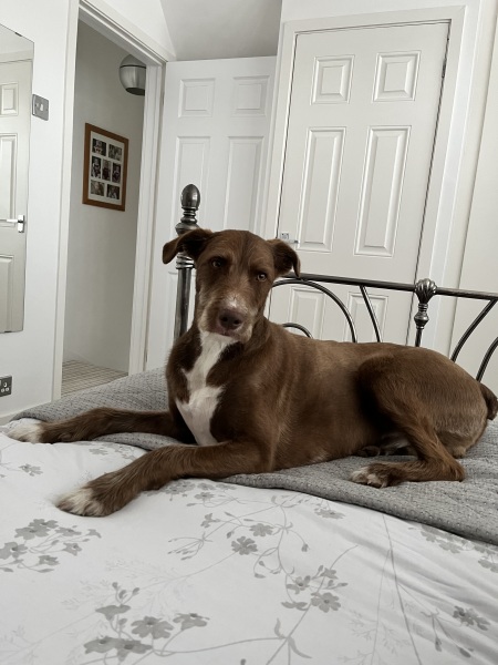 The Best Dog in the World