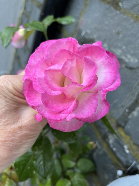 What’s your most beautiful climbing rose?