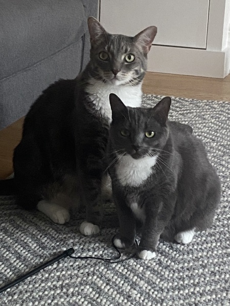 Thread 5 Starmer: keeping on keeping on