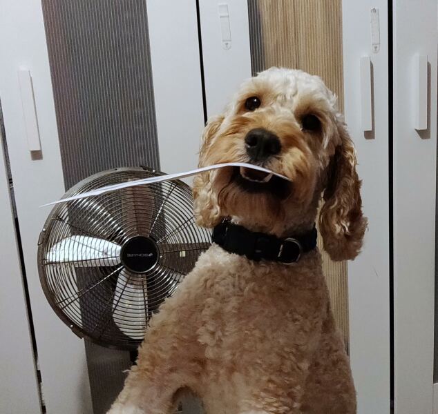 September’s Dog of the Month: Share Your Photos & Win £100! 🐾