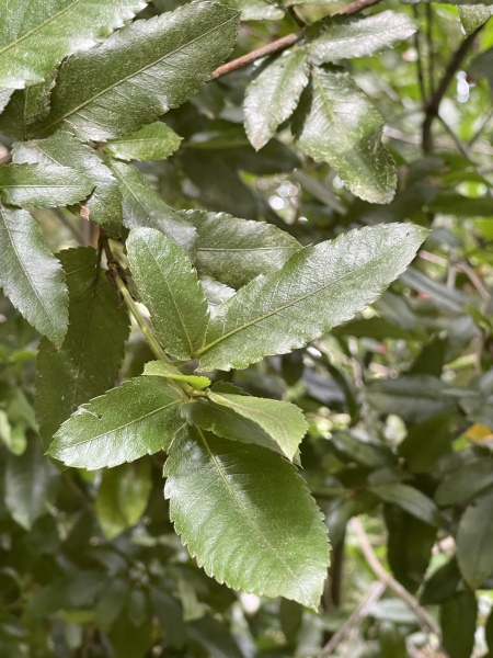 Tree ID please