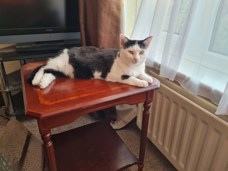 Passports, buckets and spades - the Excellent Cats go on their holidays