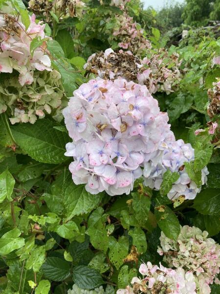 Can anyone tell me the name of this hydrangea?
