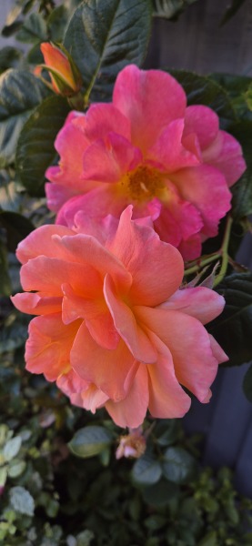 What’s your most beautiful climbing rose?