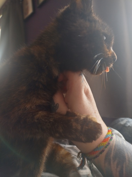 Passports, buckets and spades - the Excellent Cats go on their holidays