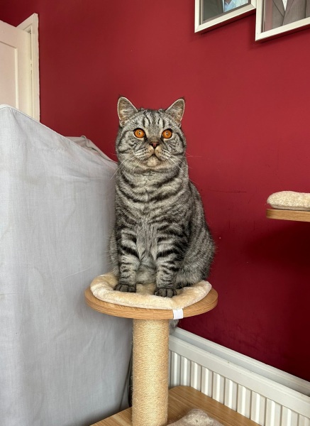 Missing Cat