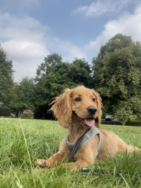 Puppy Survival Thread for New and Old Pups - Spring is around the corner!