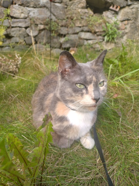 Passports, buckets and spades - the Excellent Cats go on their holidays