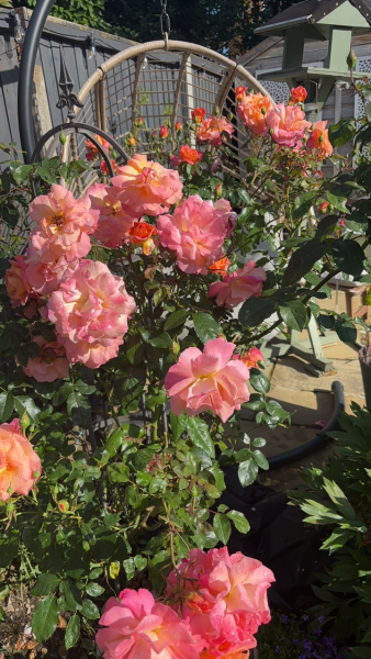 What’s your most beautiful climbing rose?