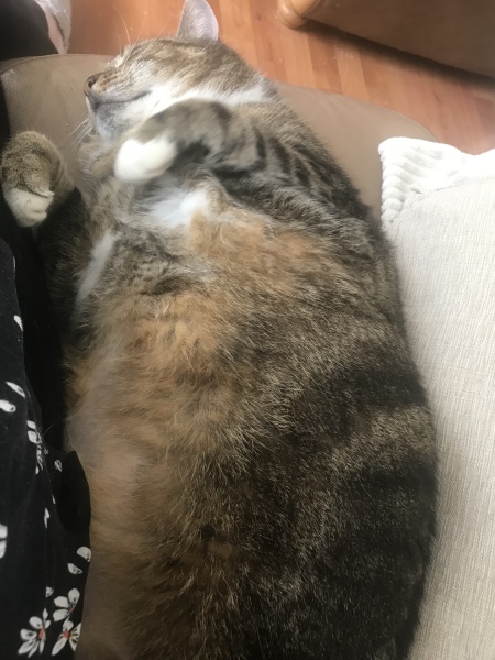 Passports, buckets and spades - the Excellent Cats go on their holidays