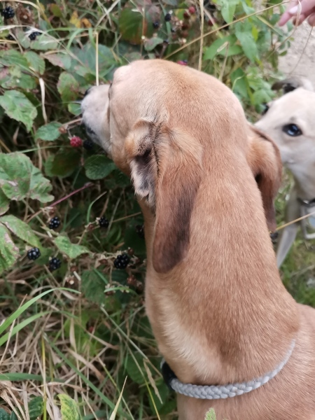 FGS my dog has just purloined 6 carrots and buried them in the garden