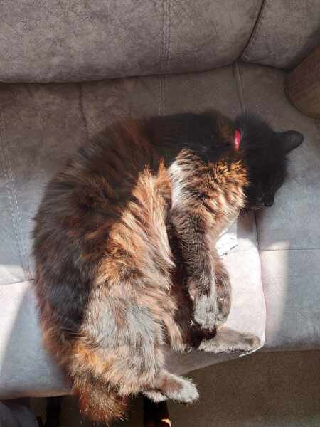 Passports, buckets and spades - the Excellent Cats go on their holidays