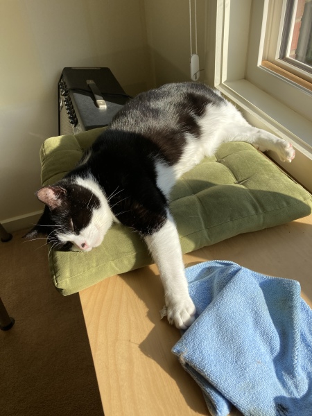 Passports, buckets and spades - the Excellent Cats go on their holidays