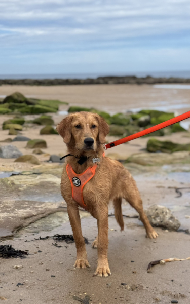 September’s Dog of the Month: Share Your Photos & Win £100! 🐾