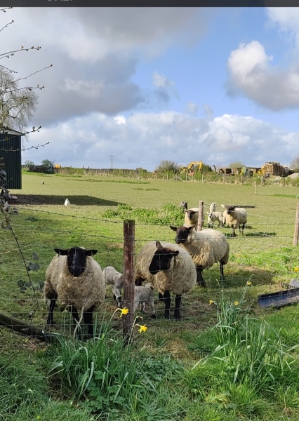 Thread 4 Starmer: Fighting back with brooms and community.