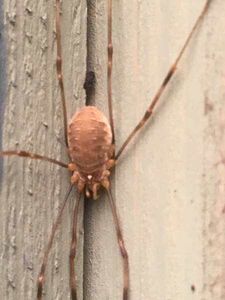 Help identifying spider
