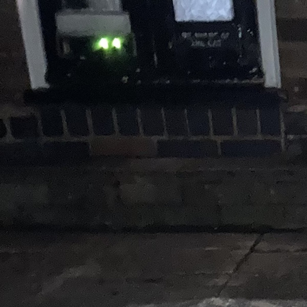 Passports, buckets and spades - the Excellent Cats go on their holidays