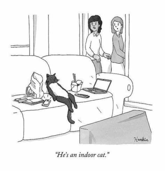 To think having an indoor cat is cruel?