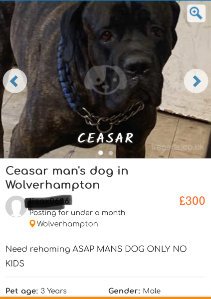 Neighbour HATES my dog!