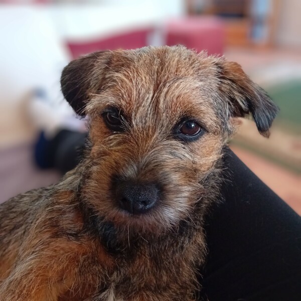 The Best Dog in the World