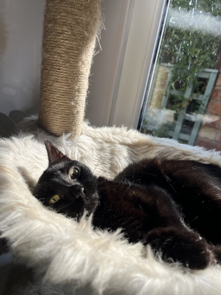 Thread 6 Starmer: We're going to need a bigger skip!