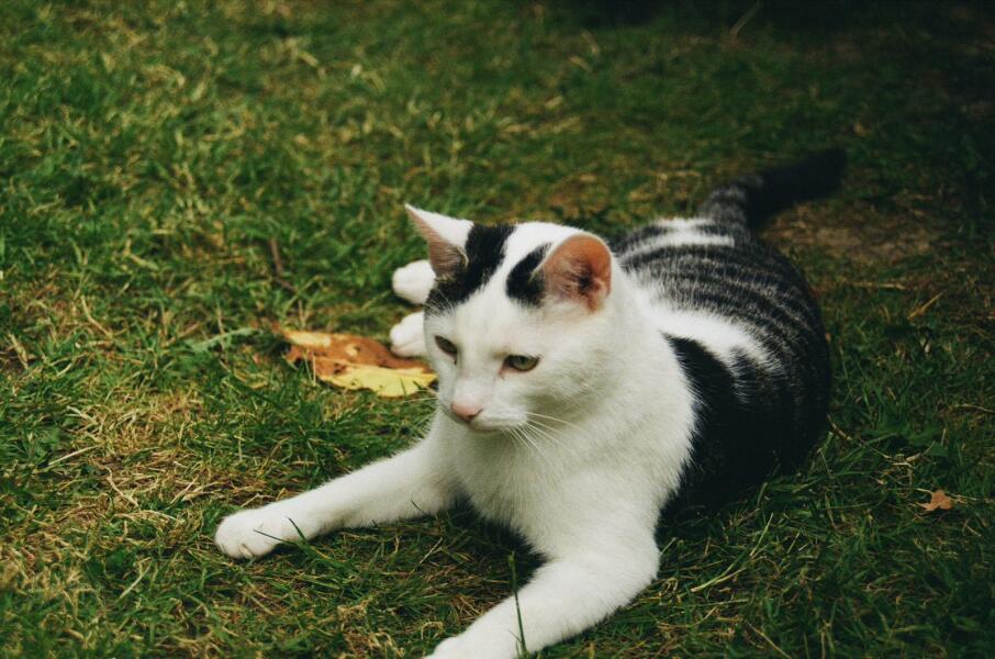 Thread 3 Starmer:  Digging has started, bigger shovel required