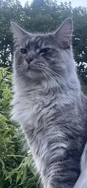Birman cat desperate to be an outdoor cat