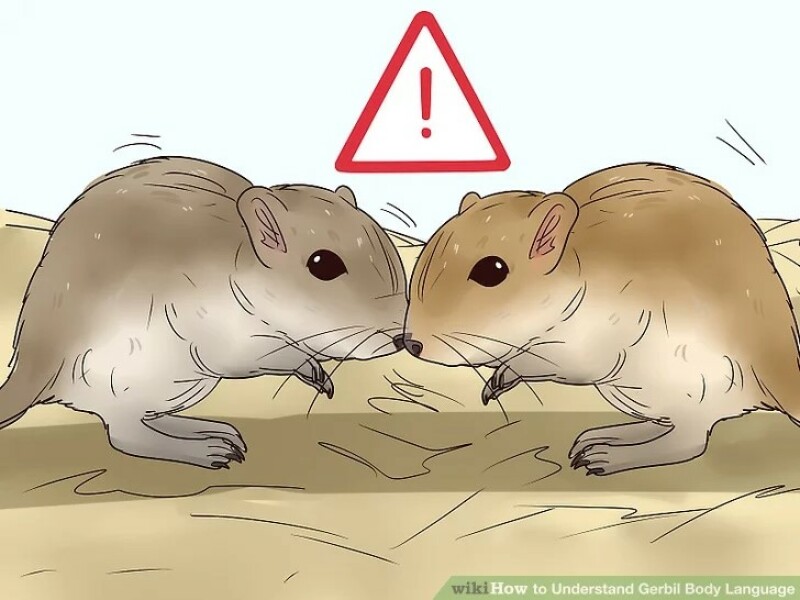 Aston, scraped vipers, gerbils and much more