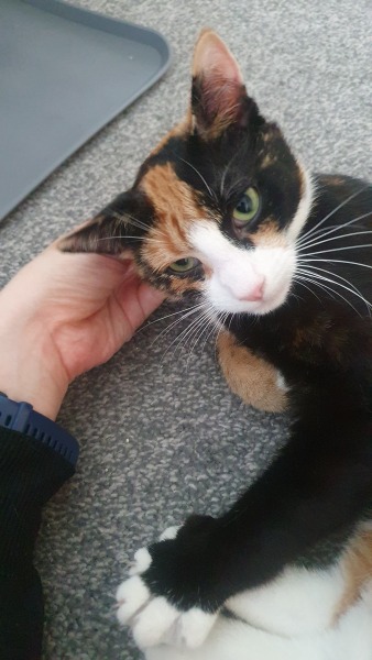 Bit of reassurance for my new rescue cat