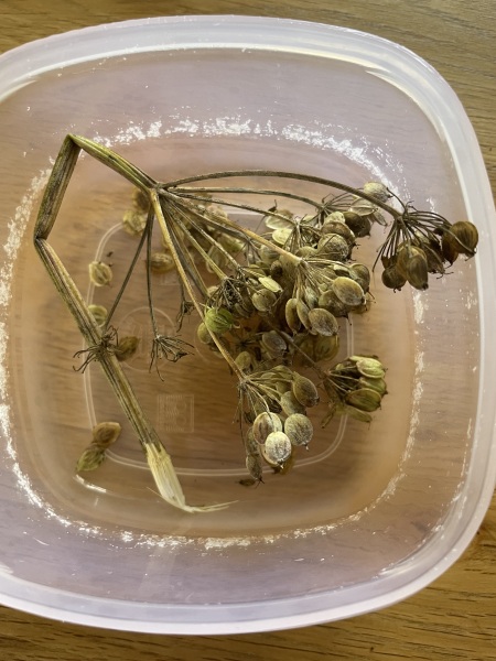 What should I do with these seed pods?