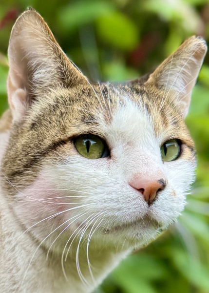 Can someone please figure out the mystery of the Pink Tabby?