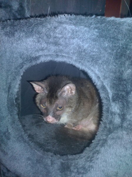 Passports, buckets and spades - the Excellent Cats go on their holidays