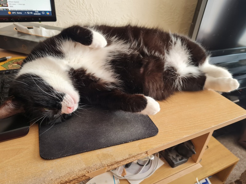 Passports, buckets and spades - the Excellent Cats go on their holidays