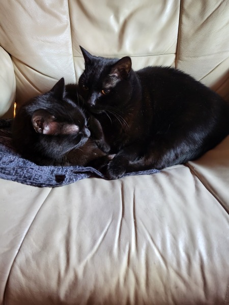 Passports, buckets and spades - the Excellent Cats go on their holidays