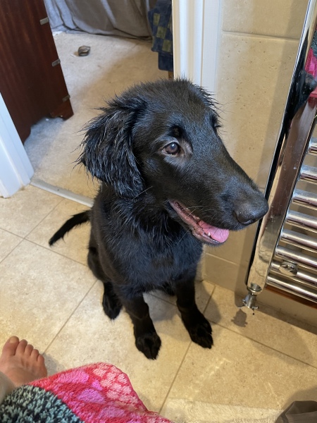 Puppy Survival Thread for New & Old Pups - Soon be Autumn 2024