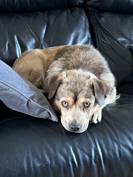 The Best Dog in the World