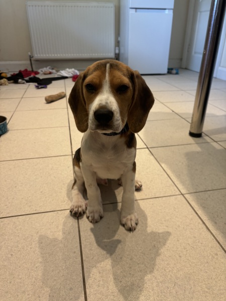 Puppy Survival Thread for New and Old Pups - Spring is around the corner!