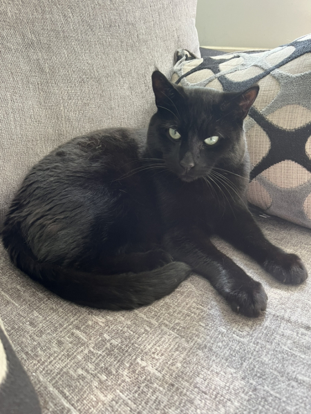 What do you think about this menu for new cat?